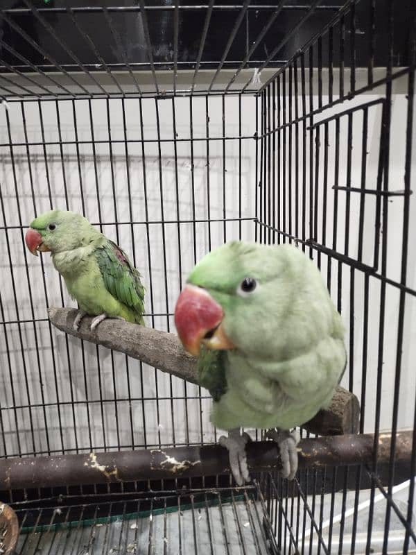 raw parrot adult pair 1