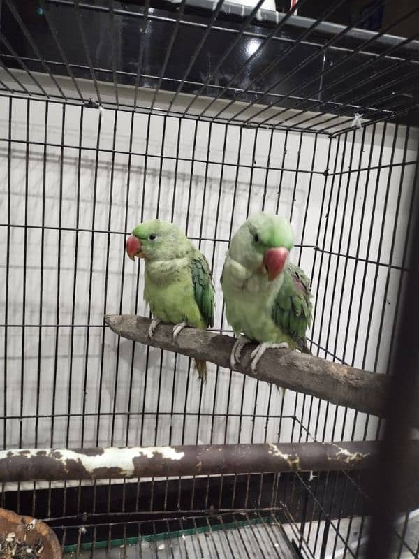 raw parrot adult pair 2