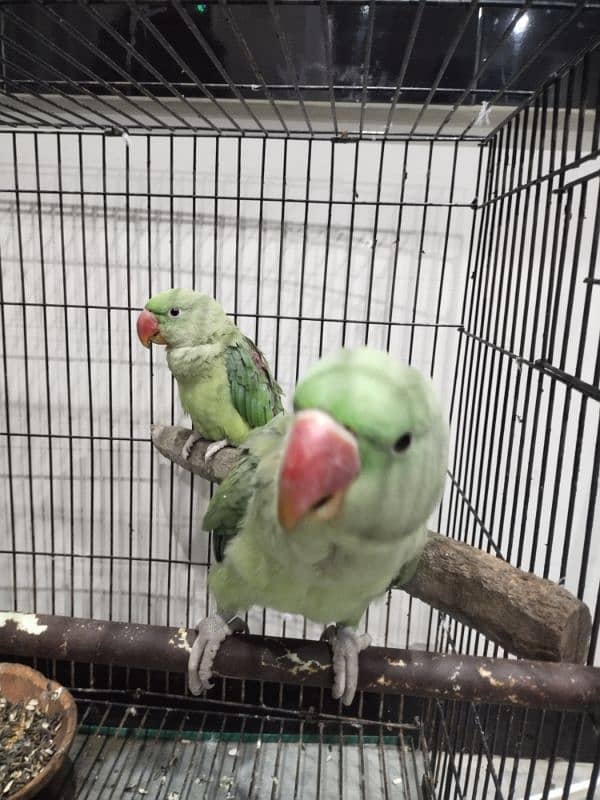 raw parrot adult pair 3