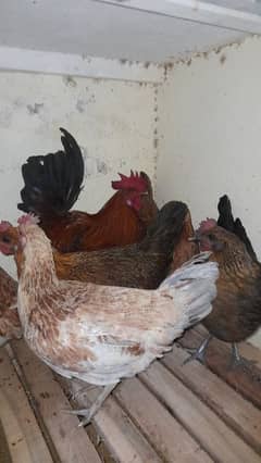 Golden misri hen available