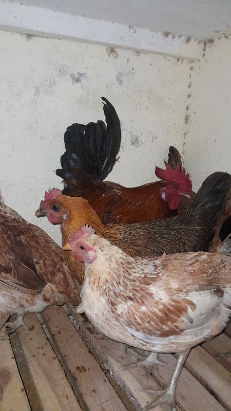 Golden misri hen available 1