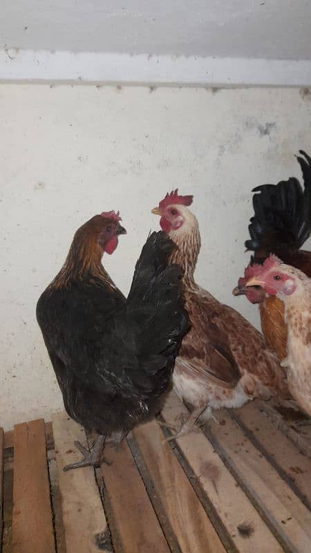 Golden misri hen available 2