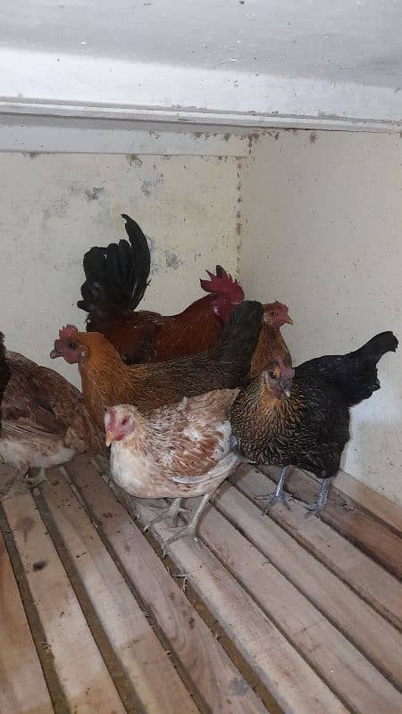 Golden misri hen available 3