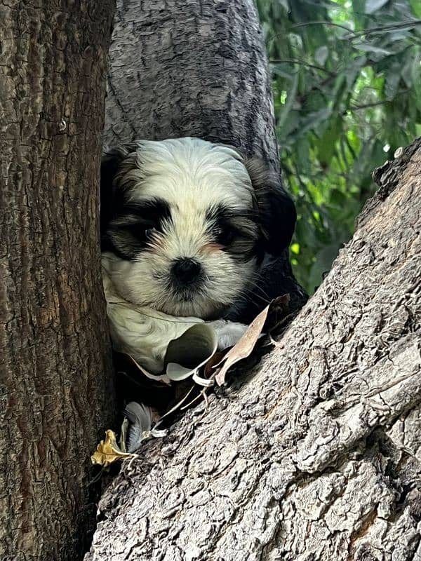 Shihtzu male puppy available 0