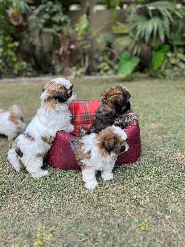 Shihtzu male puppy available 1