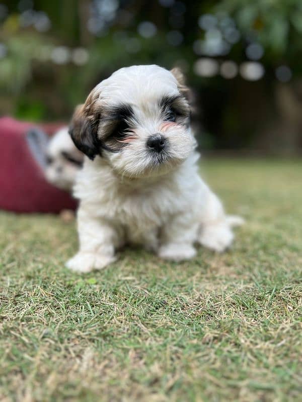 Shihtzu male puppy available 2