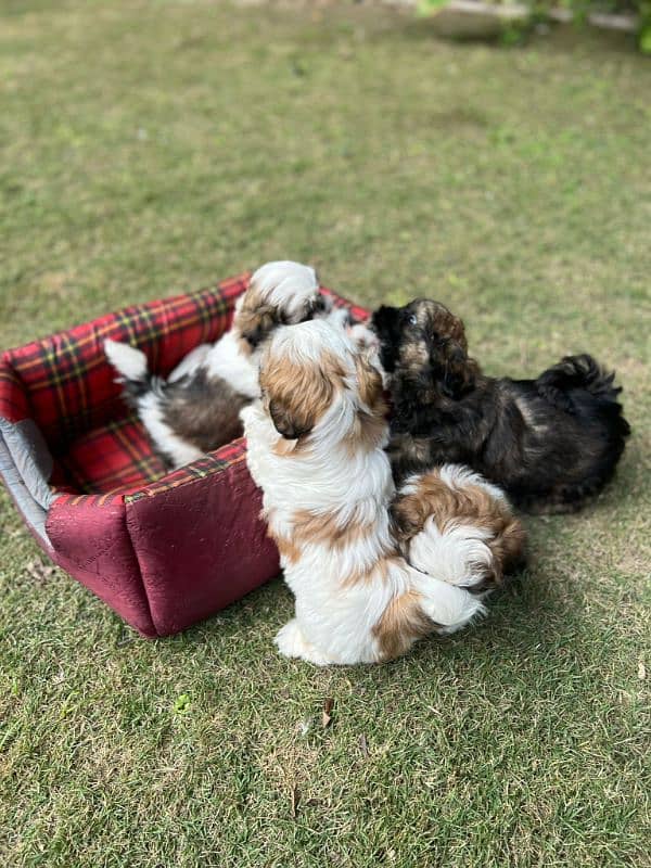 Shihtzu male puppy available 3