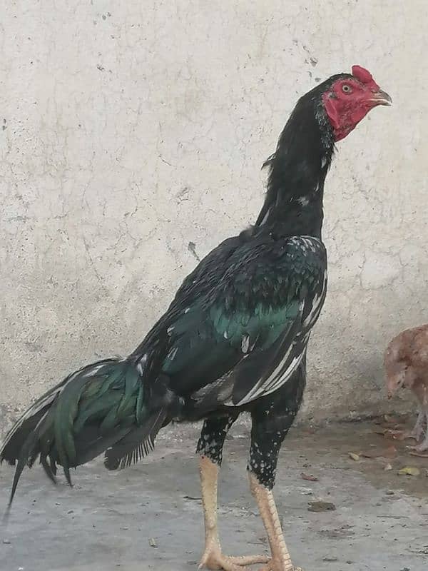 aseel murgh for sell 0