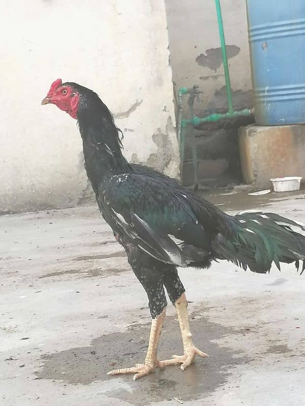 aseel murgh for sell 1