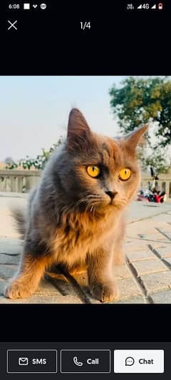 Persian Cat Original Breed