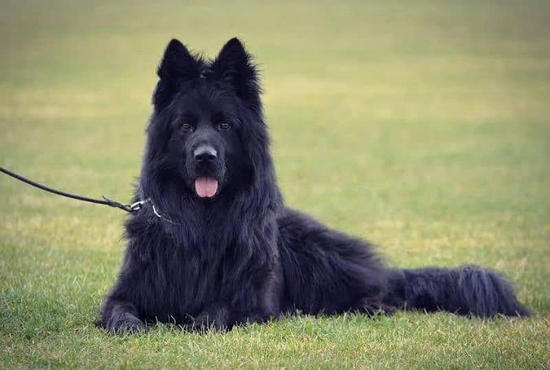 black shepherd breeder male available 0