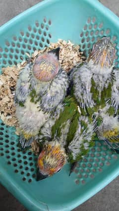 Sun conure  chicks for sale