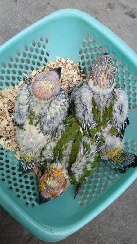 Sun conure  chicks for sale 1