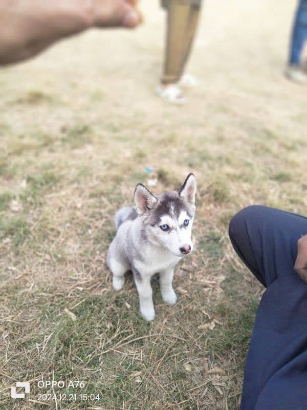 haski female forsale 1