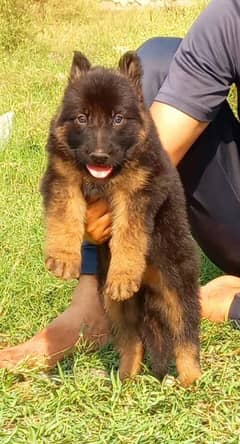 german shepherd long coat male available for sale