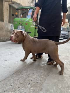 american pitbull fr sale