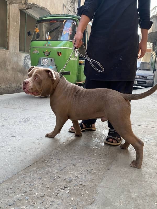 american pitbull fr sale 0