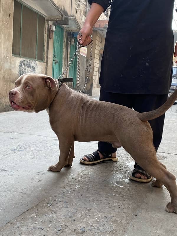 american pitbull fr sale 1