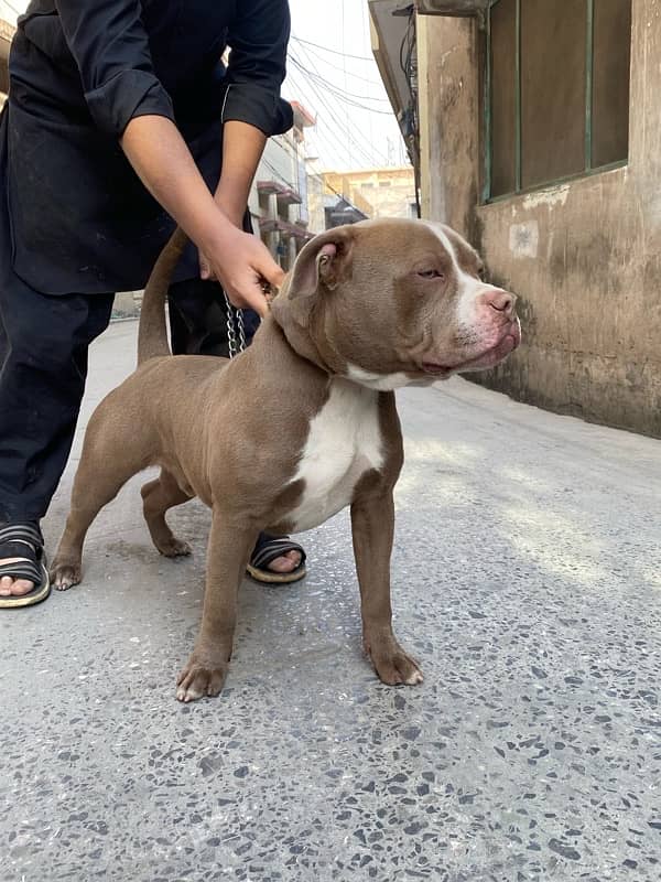 american pitbull fr sale 2