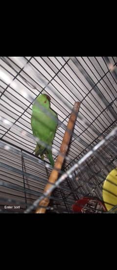 green parrot