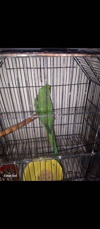 green parrot 1