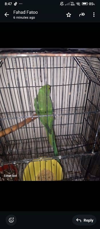 green parrot 2