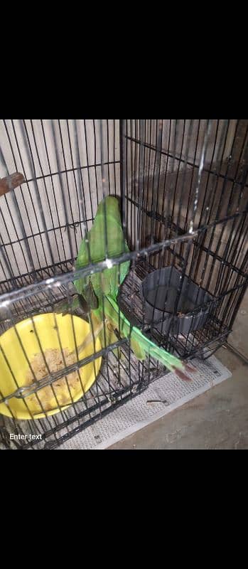 green parrot 3