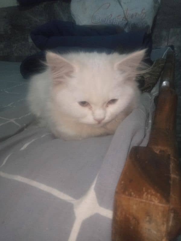 Persian cat 3