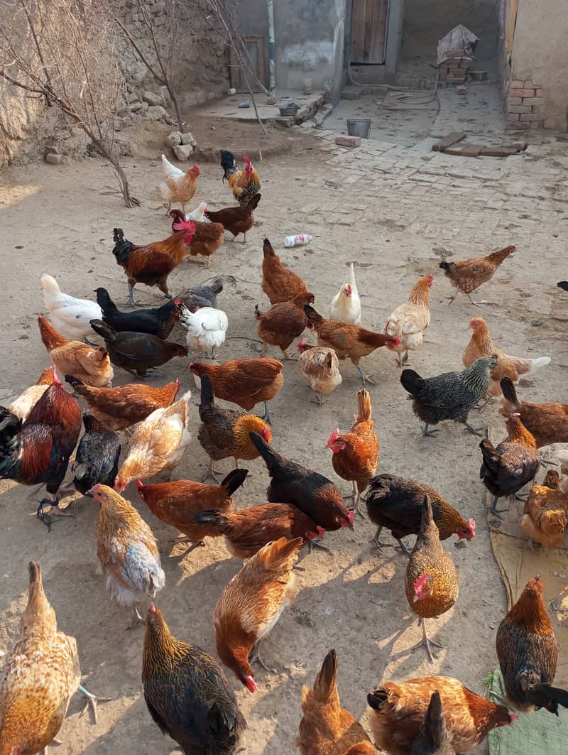 Eggs laying hens golden misri 1290rs 0