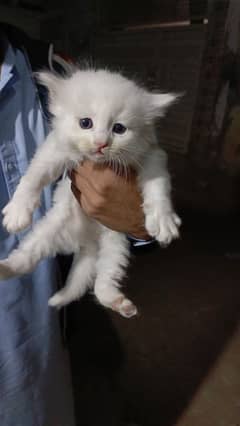 1 one male persain odd eyes kitten