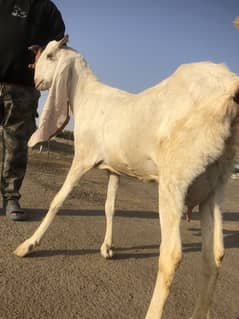 Gulabi Gaban Bakri for Sale