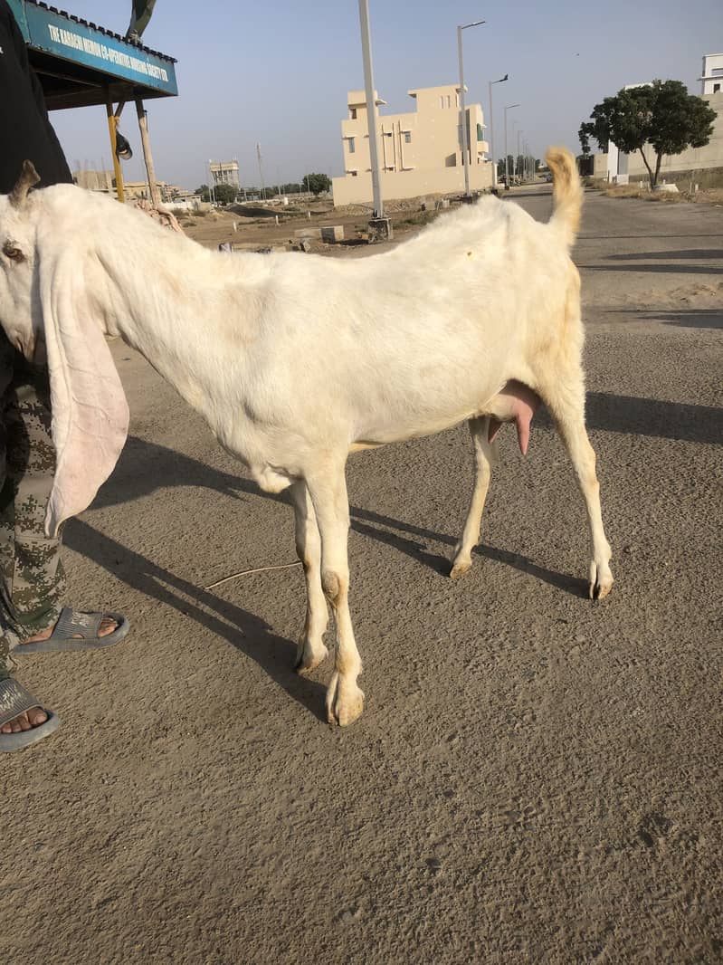 Gulabi Gaban Bakri for Sale 1