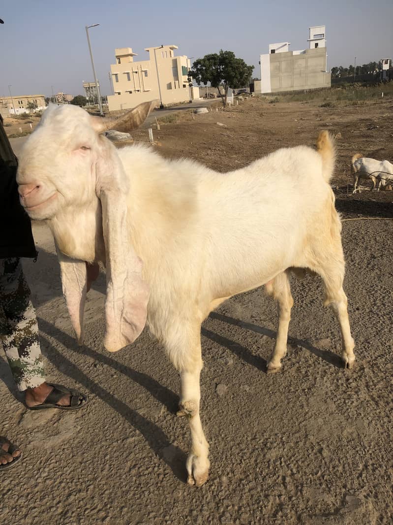 Gulabi Gaban Bakri for Sale 7