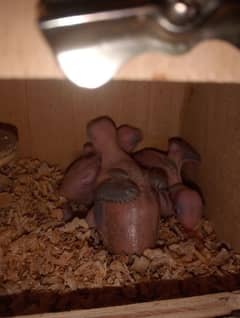 ringneck chicks green