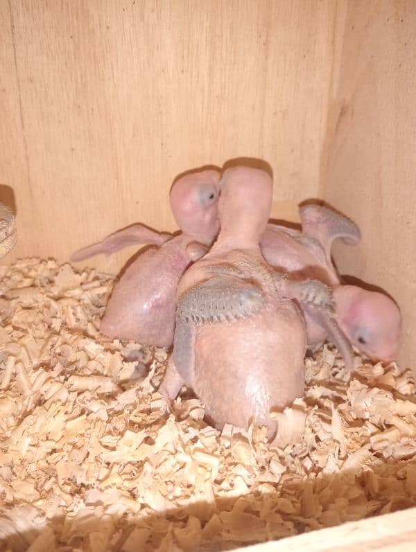 ringneck chicks green 1