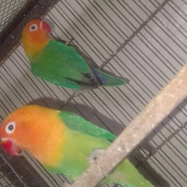 love birds breeder pairscoanform 2