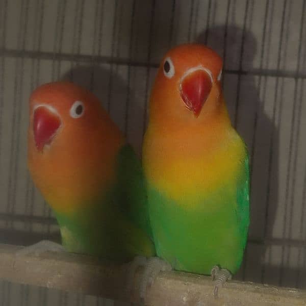 love birds breeder pairscoanform 4