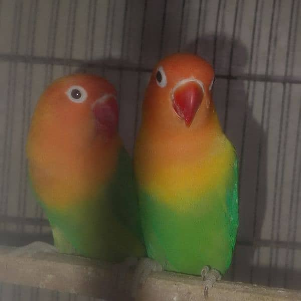 love birds breeder pairscoanform 5