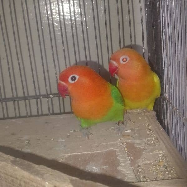 love birds breeder pairscoanform 6