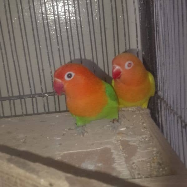 love birds breeder pairscoanform 7