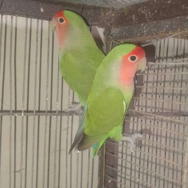 love birds breeder pairscoanform 8