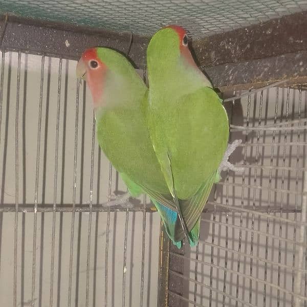 love birds breeder pairscoanform 9