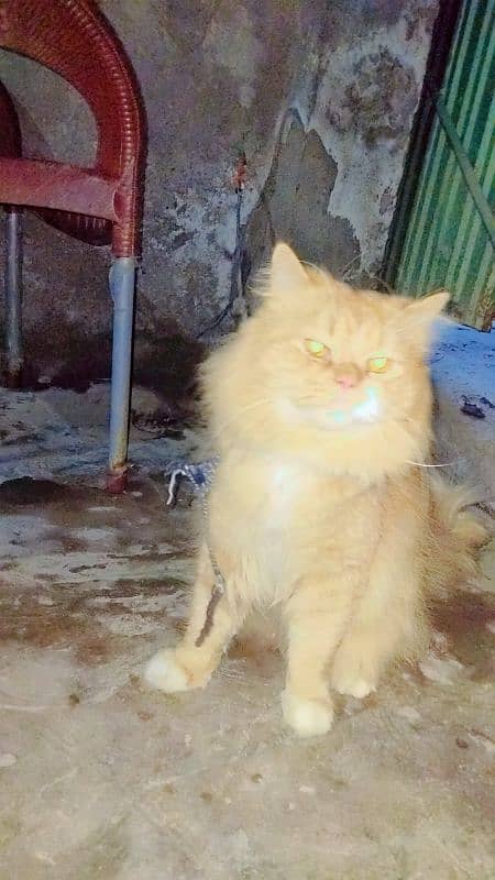 Persian Male Cat 0