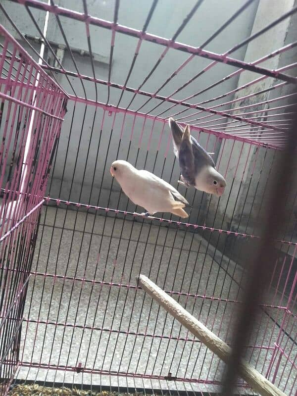 albino split 2 pair with cage for sale 1