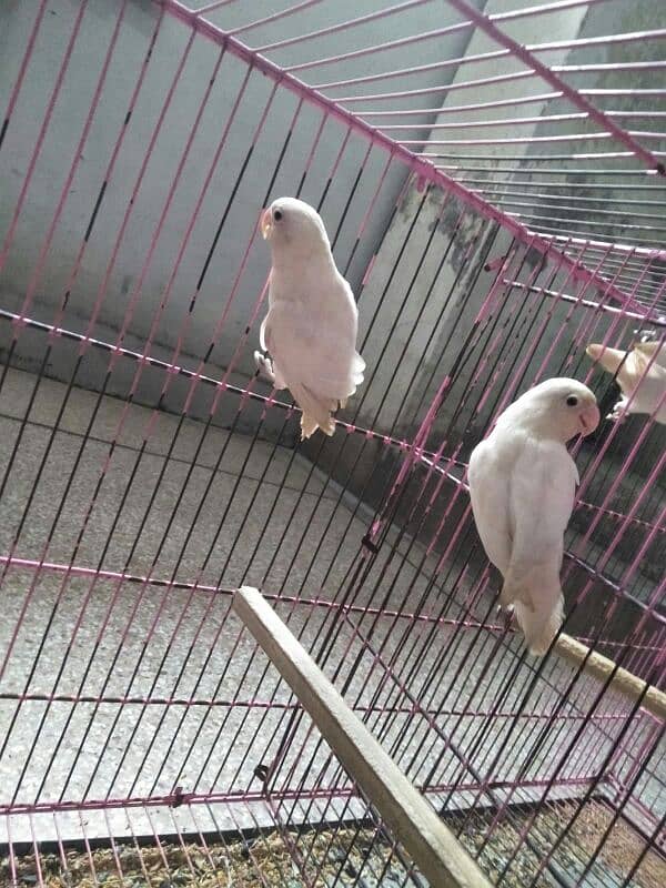 albino split 2 pair with cage for sale 2