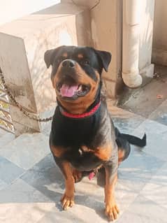 rottweiler male for stud