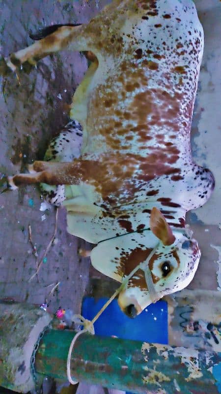 cholistani bull 0