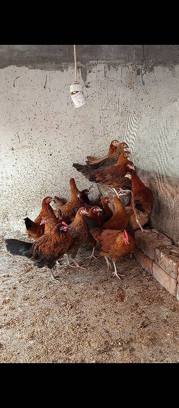 desi misri hen / golden Misri hen/ Pathiyaan/ Desi Eggs 1