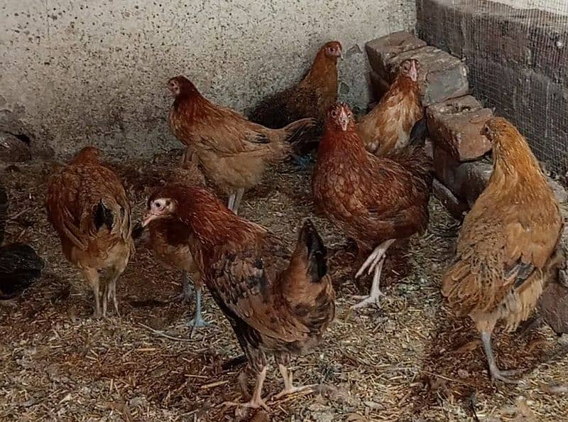 desi misri hen / golden Misri hen/ Pathiyaan/ Desi Eggs 3