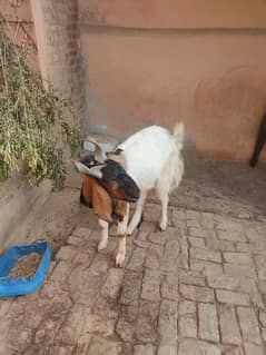 Goat for sale